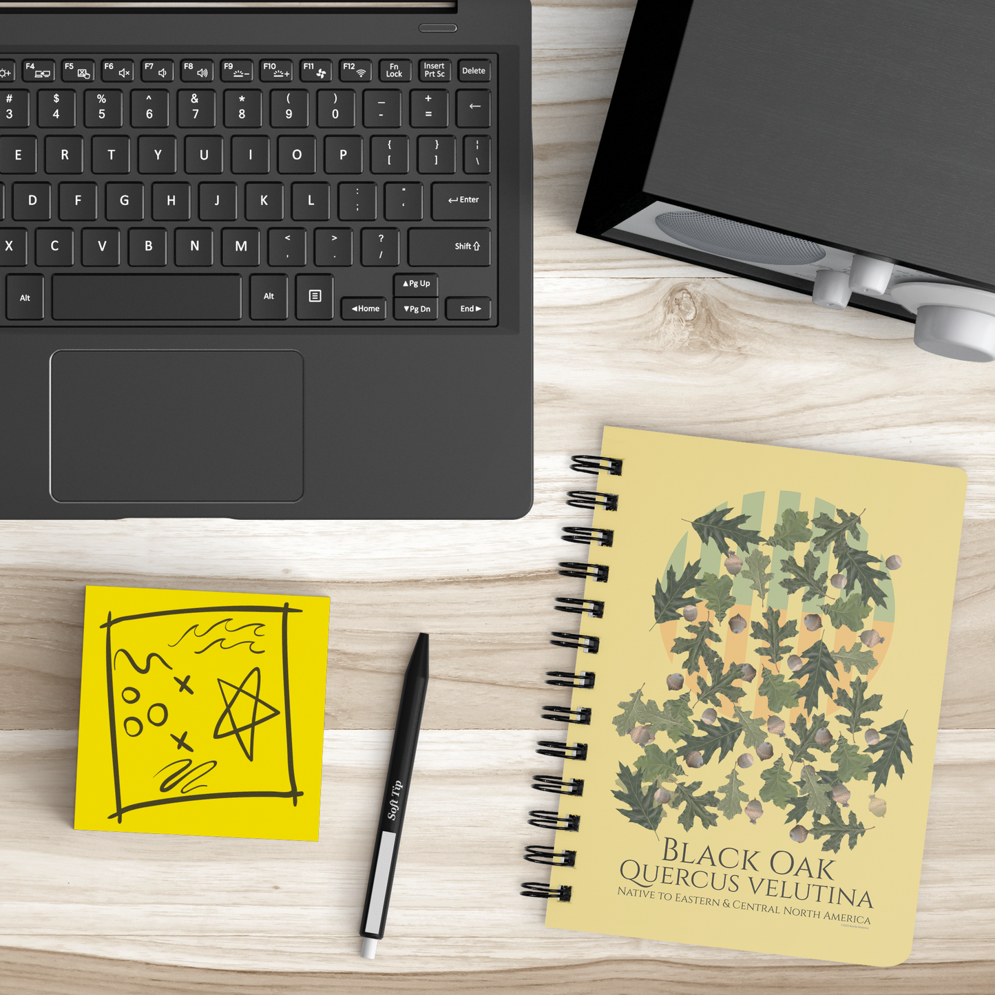Black_Oak_Quercus_velutina_-_Spiralbou_SB_Lifestyle_Mockup.png