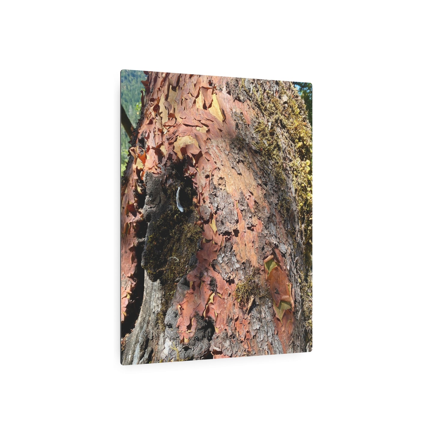 Pacific Madrone (Arbutus menziesii) - Aluminum Wall Art