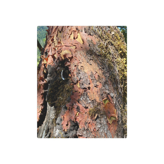 Pacific Madrone (Arbutus menziesii) - Aluminum Wall Art