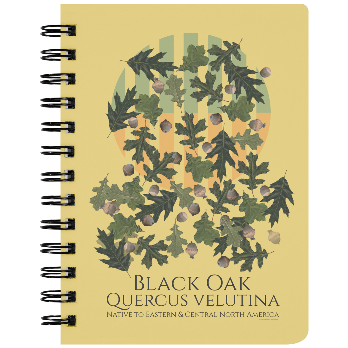 Black_Oak_Quercus_velutina_-_Spiralbou_SN_Front_Mockup.png
