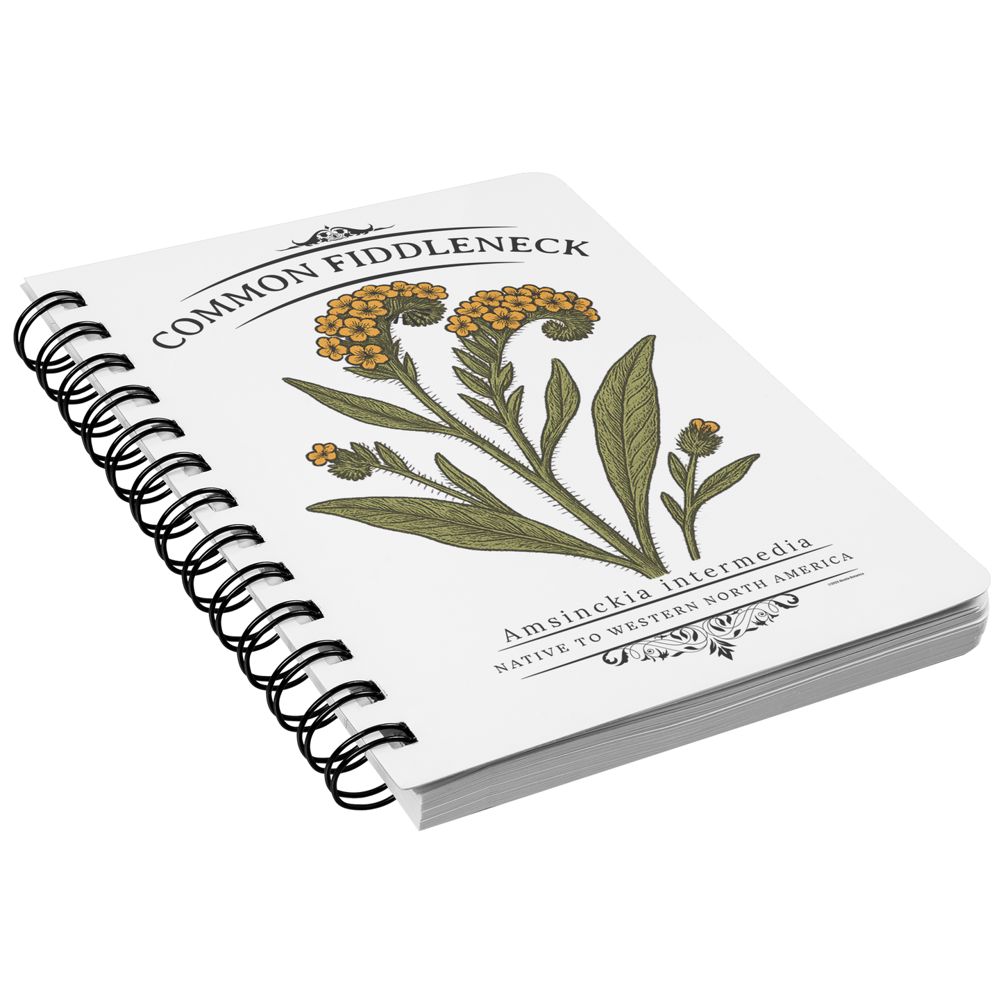 Common_Fiddleneck_Amsinckia_intermedia_SN_Front_Angle_Mockup.png