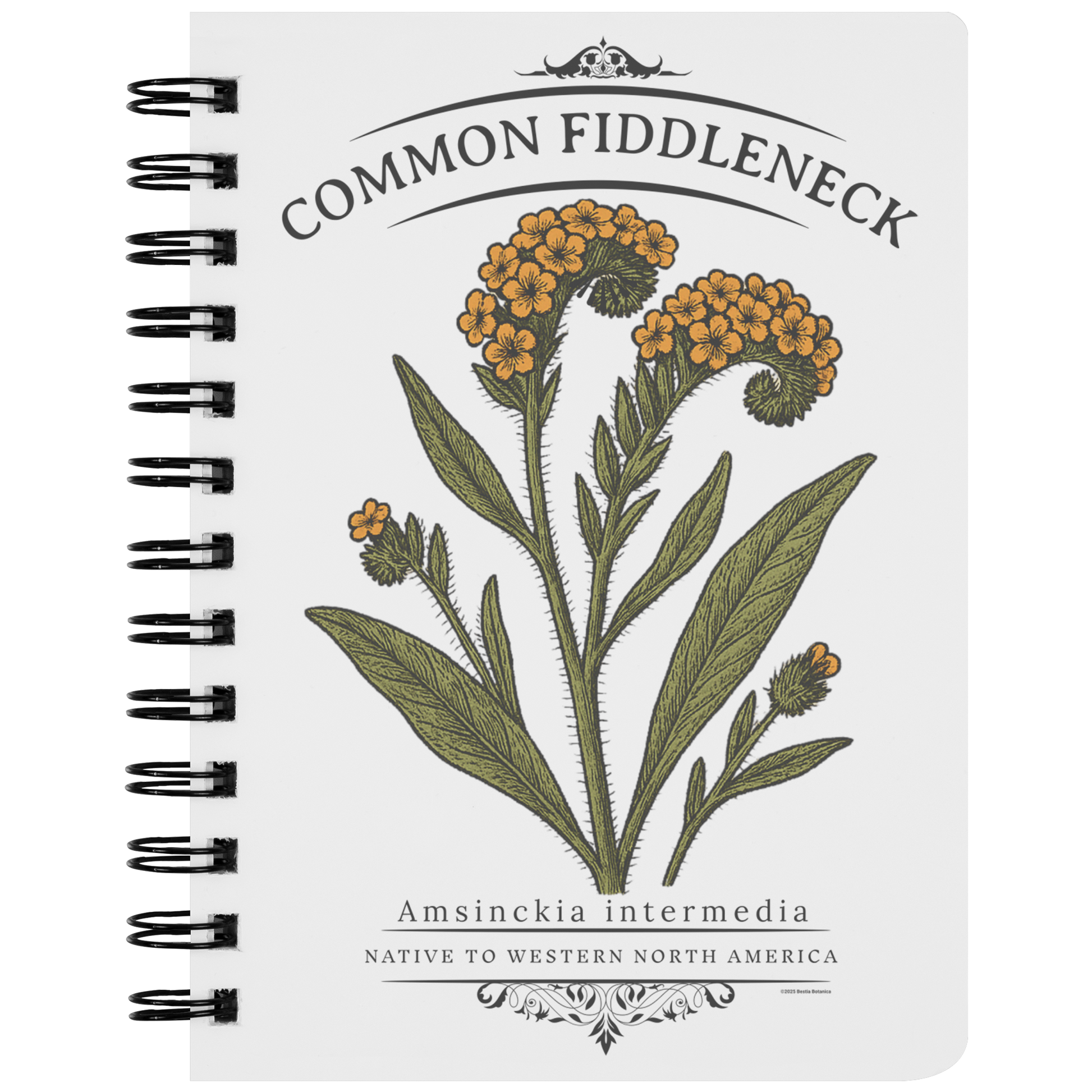 Common_Fiddleneck_Amsinckia_intermedia_SN_Front_Mockup.png