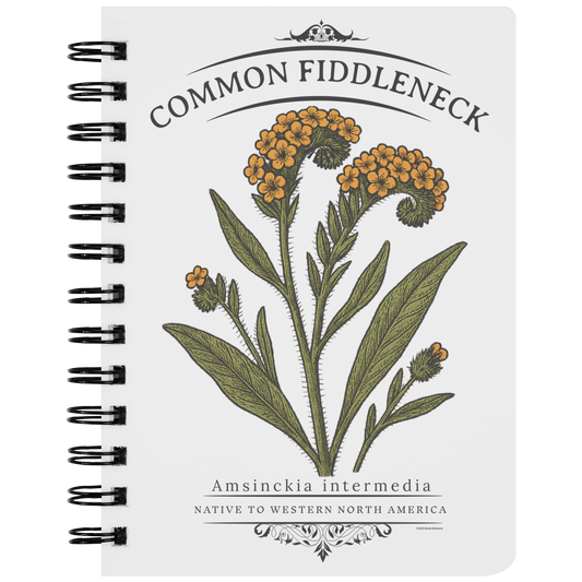 Common_Fiddleneck_Amsinckia_intermedia_SN_Front_Mockup.png