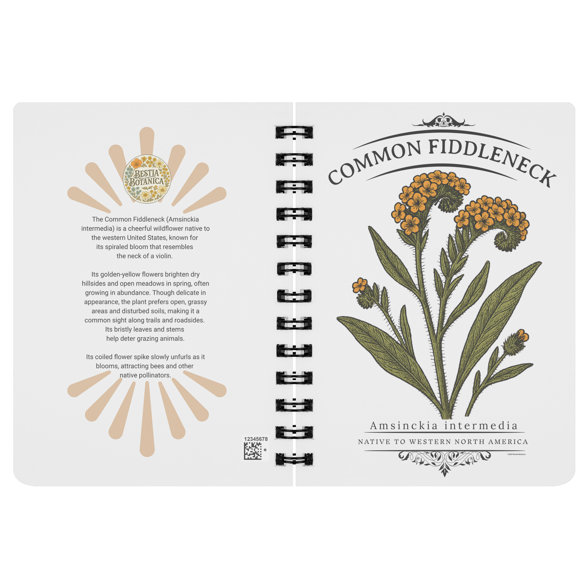 Common_Fiddleneck_Amsinckia_intermedia_SN_Open_Covers_Mockup.png
