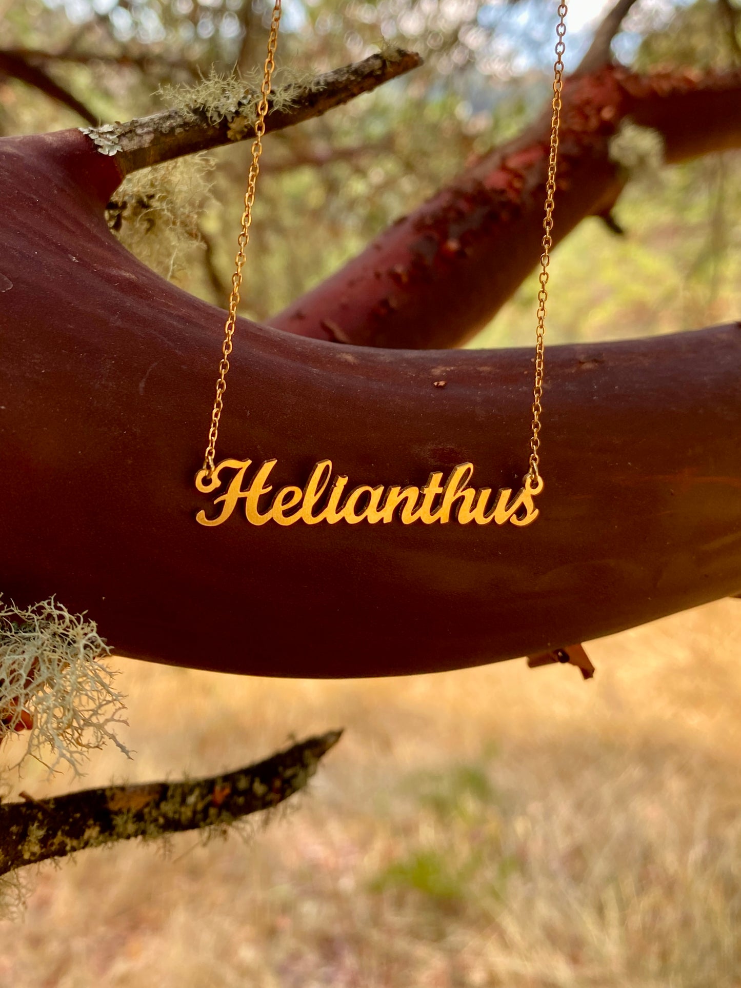 Helianthus Necklace – The Sunflower Genus